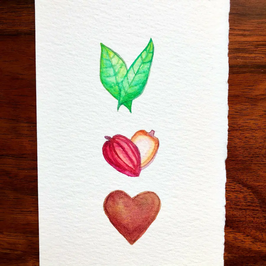 Watercolour painting of a cacao pod.