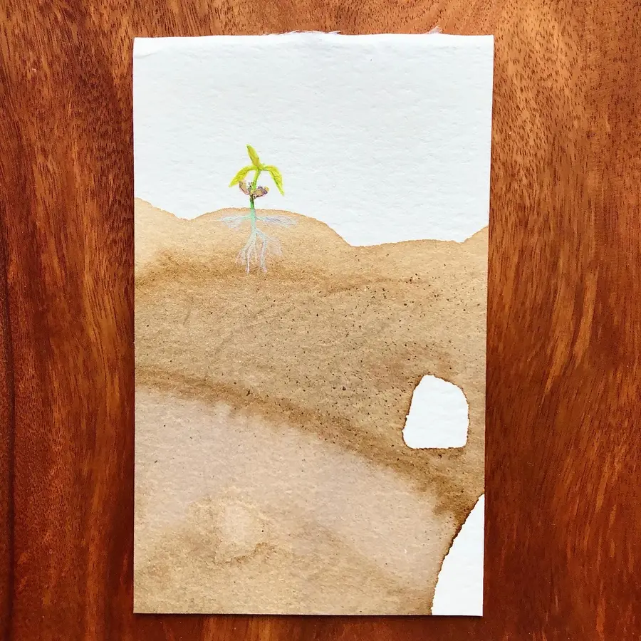 Watercolour and cocoa-ink painting of a young cacao sapling.