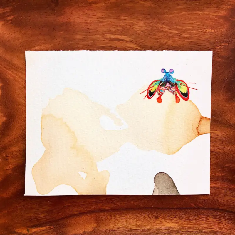 Watercolour and cocoa-ink painting of a mantis shrimp.